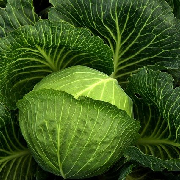 cabbage (1).jpg